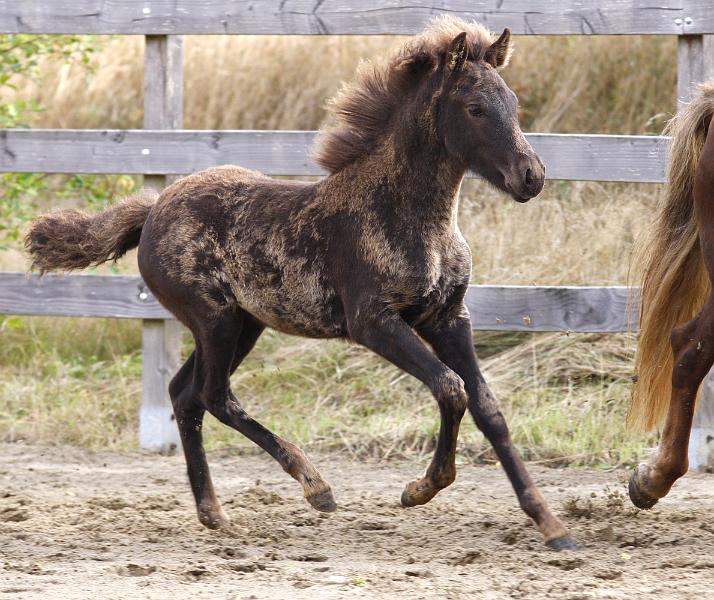 Saedis von Heidmoor c.jpg